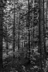 Landscapes - Forest - Europe, Romania, Suceava region