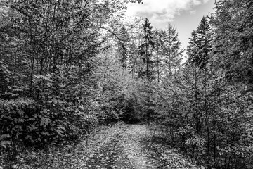 Landscapes - Forest - Europe, Romania, Suceava region