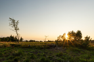 Wiese im Schwarzwald bei Sonnenuntergang