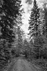 Landscapes - Forest - Europe, Romania, Suceava region