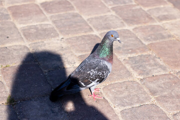A lone pigeon stands on a brick sidewalk, gazing at the camera