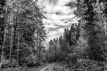 Landscapes - Forest - Europe, Romania, Suceava region