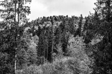 Landscapes - Forest - Europe, Romania, Suceava region