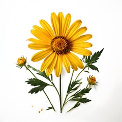 Flower concept design idea isolated on a white background