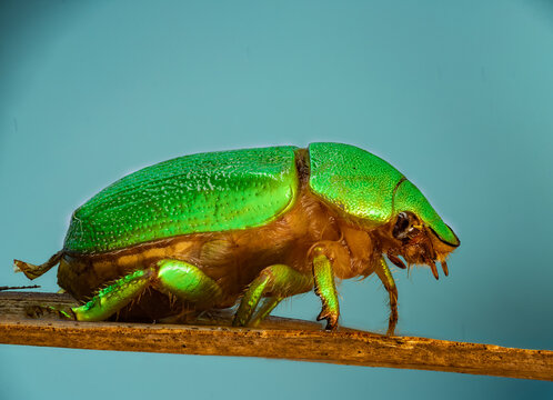 coleopteros