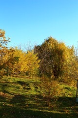 Naklejka premium A grassy field with trees