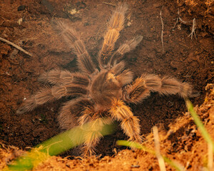 tarantula