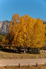 Cottonwood leaves changing along Lake Estes walkway i Estes Park, Colorado