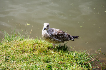A seagull is currently standing in the grass close to a body of water