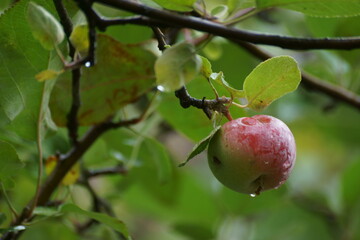 Apples on the tree. 