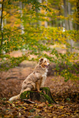 Border Collie im Wald sitzt auf einem Baumstamm