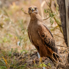 gavilan