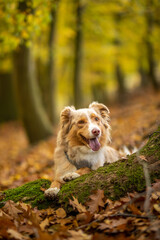 Border Collie mit lustigem Blick im Herbst
