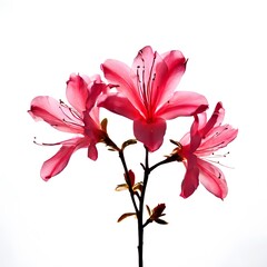 Flower concept design idea isolated on a white background