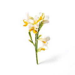 Naklejka premium Flower concept design idea isolated on a white background