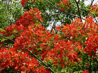 flame tree or delonix regia in bloom, close up with red flowers. Tropical flowering tree