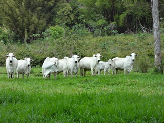 Vacas da ra&ccedil;a nelore