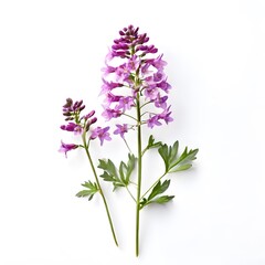 Fototapeta premium Flower concept design idea isolated on a white background