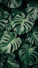 A close up of a leafy green plant with many leaves. The leaves are large and have a unique shape. Concept of growth and vitality, as the plant is thriving and full of life