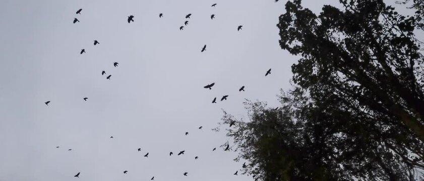 Big flock of crows migrating in the sky. Slow motion nature shot.