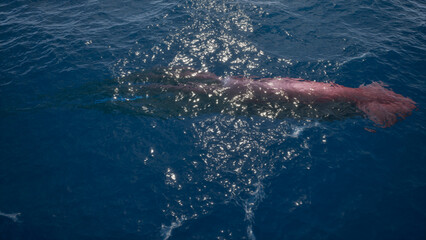 Giant deep sea squid swims underwater