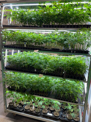 rows of marijuana plants in a grow room