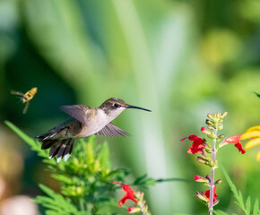 A juvenile Ruby-throated hummingbird