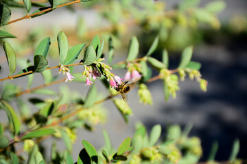 A bee on the flowers of Common Snowberry. Blooming snowberry branch in the sunny autumn day. A bee collecting nectar.