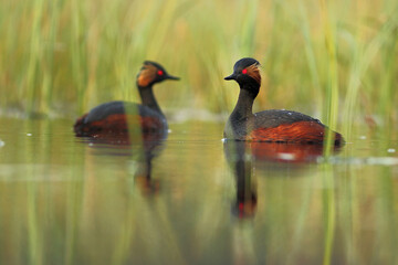 Perkoz zausznik © Bartosz Rakoczy