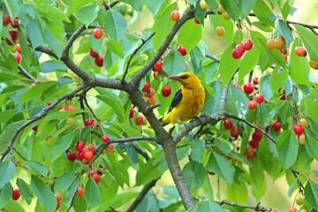 wilga © Bartosz Rakoczy