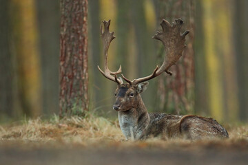 Daniel © Bartosz Rakoczy