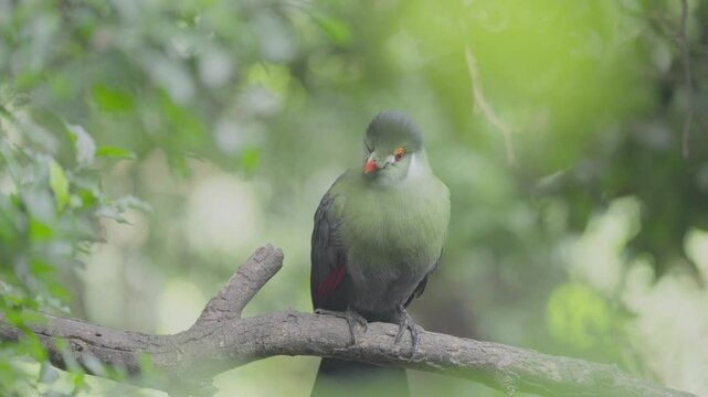 Beautiful Turaco Bird in Dense Green Foliage
