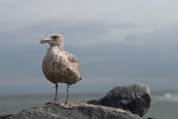 Birds at the beach in summer