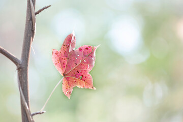 red maple leaf