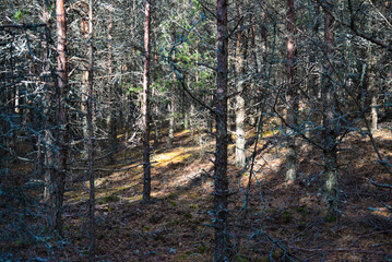 a forest with a tree and a few small yellow leaves