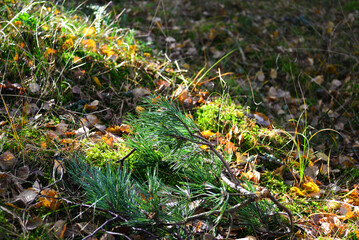a forest with a tree and a few small yellow leaves