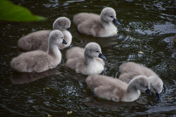Newly born mute swan cygnets swim in a park lake