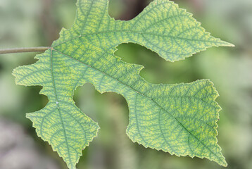 Fig leaf