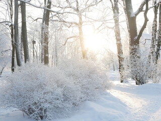 Winter landscape - a snow-covered park with beautiful trees, covered with hoarfrost. A Christmas picture - a winter forest, a sunny day in a fairy-tale park.