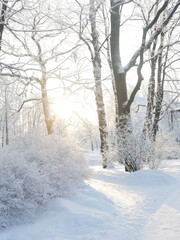 Winter landscape - a snow-covered park with beautiful trees, covered with hoarfrost. A Christmas picture - a winter forest, a sunny day in a fairy-tale park.