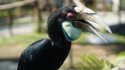 Coral Hornbill, or bird
Rhyticeros undulatus at Gembirolaka Safari Park, Yogyakarta.