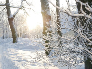 Winter landscape - a snow-covered park with beautiful trees, covered with hoarfrost. A Christmas picture - a winter forest, a sunny day in a fairy-tale park.