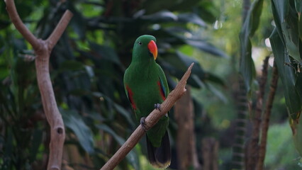 Portrait of the Maluku parrot or Eclectus roratus at Gembirolaka Safari Park, Jogja