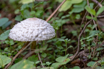 macrolepiota puellaris mushroom in the woods, leucoagaricus nympharum	