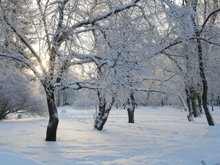 Winter landscape - a snow-covered park with beautiful trees, covered with hoarfrost. A Christmas picture - a winter forest, a sunny day in a fairy-tale park.