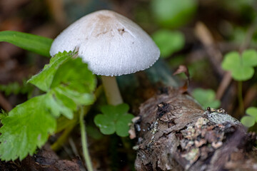 Tree mushrooms. Silky edible plate mushroom Volvariella bombycina growing on dead rotten wood. A rare species of fungus growing in deciduous forests