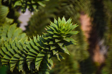 Detail of a monkey puzzle tree (Latin: Araucaria araucana)