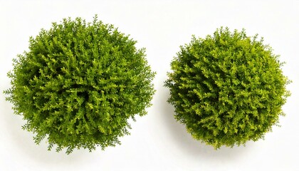 arbustos verdes sobre fondo blanco