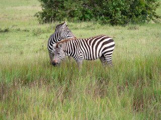 Two zebra standing together in a grass field.