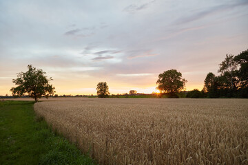 color sunset landscape with pink sky over wheat field.